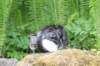 chulda105viikkoa56202653_small.jpg