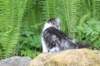 chulda105viikkoa56202658_small.jpg
