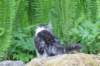 chulda105viikkoa56202664_small.jpg