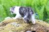 chulda105viikkoa5620269_small.jpg