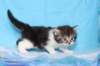 chulda4vi224202615_small.jpg