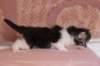 chulda4vi224202623_small.jpg