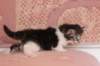 chulda4vi224202626_small.jpg