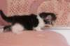 chulda4vi224202627_small.jpg