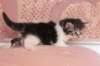 chulda4vi224202629_small.jpg