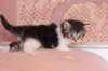 chulda4vi224202630_small.jpg