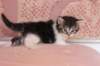 chulda4vi224202631_small.jpg