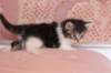 chulda4vi224202632_small.jpg