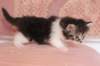 chulda4vi224202634_small.jpg