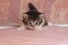 chulda4vi224202637_small.jpg