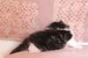 chulda4vi224202639_small.jpg