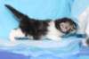 chulda4vi22420263_small.jpg