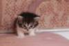 chulda4vi224202643_small.jpg