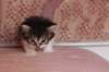 chulda4vi224202644_small.jpg