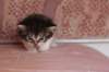 chulda4vi224202645_small.jpg