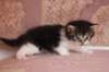 chulda4vi224202647_small.jpg