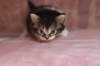 chulda4vi224202649_small.jpg