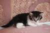chulda4vi224202651_small.jpg