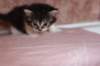 chulda4vi224202652_small.jpg