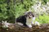 chulda95weeks29520268_small.jpg