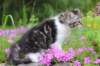 chulda95weeks2952026ilta42_small.jpg