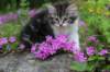 chulda95weeks2952026ilta49_small.jpg