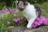 chulda95weeks2952026ilta51_small.jpg