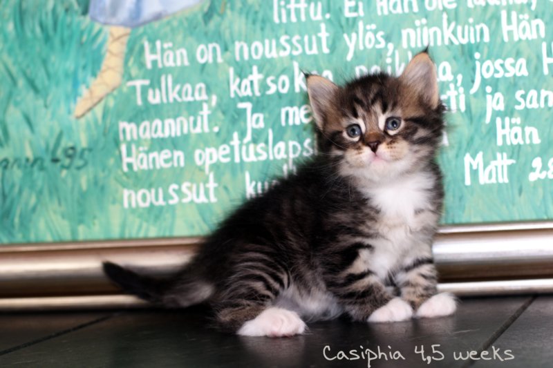 casiphia45weeks1.jpg