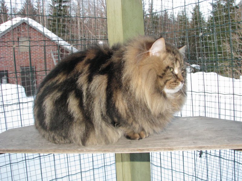 gicamurinesra.jpg