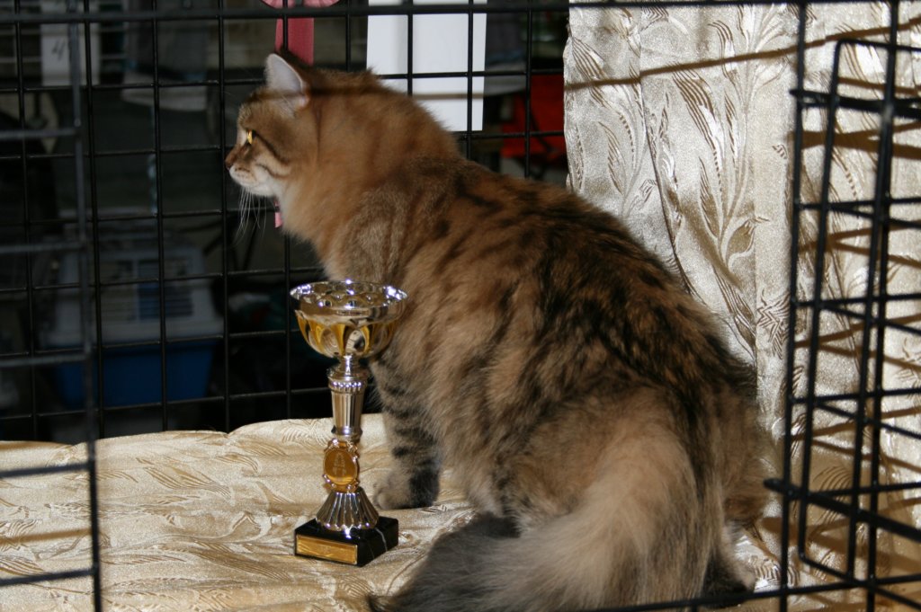 chamurinsaaraakasofia9.jpg