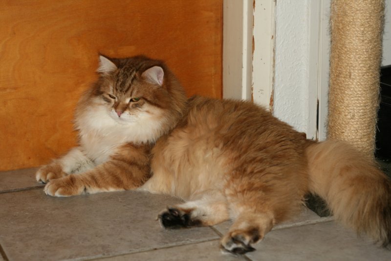 chlucassibarisru2.jpg