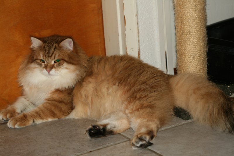 chlucassibarisru3.jpg