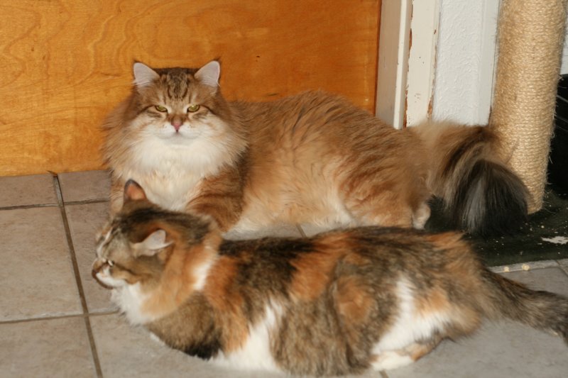 chlucassibarisruandgicamurinavila5.jpg