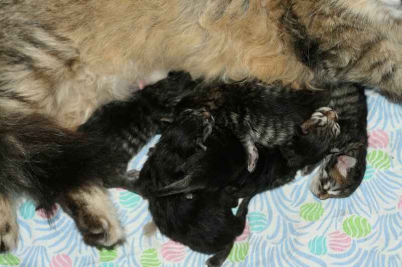 carupita7suloisenvastasyntyneenvauvansakanssacarupitawihthersevensweetnewbornkittens.jpg