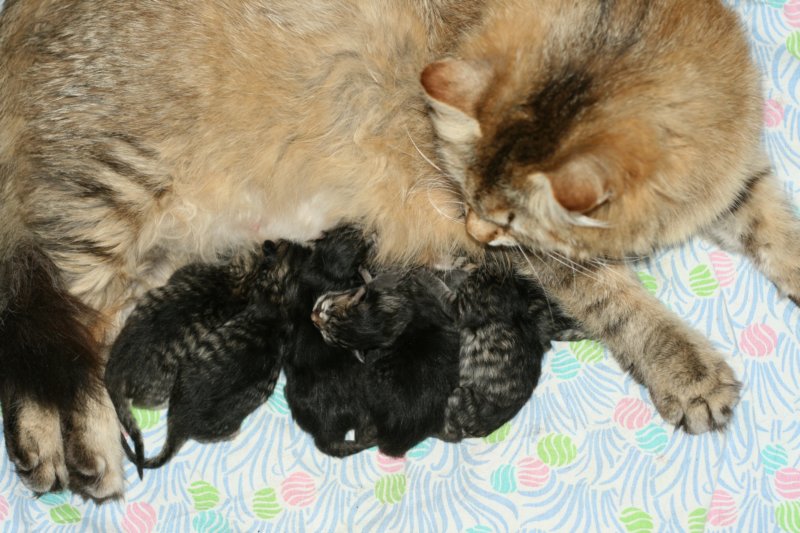 carupita7suloisenvastasyntyneenvauvansakanssacarupitawihthersevensweetnewbornkittens13.jpg