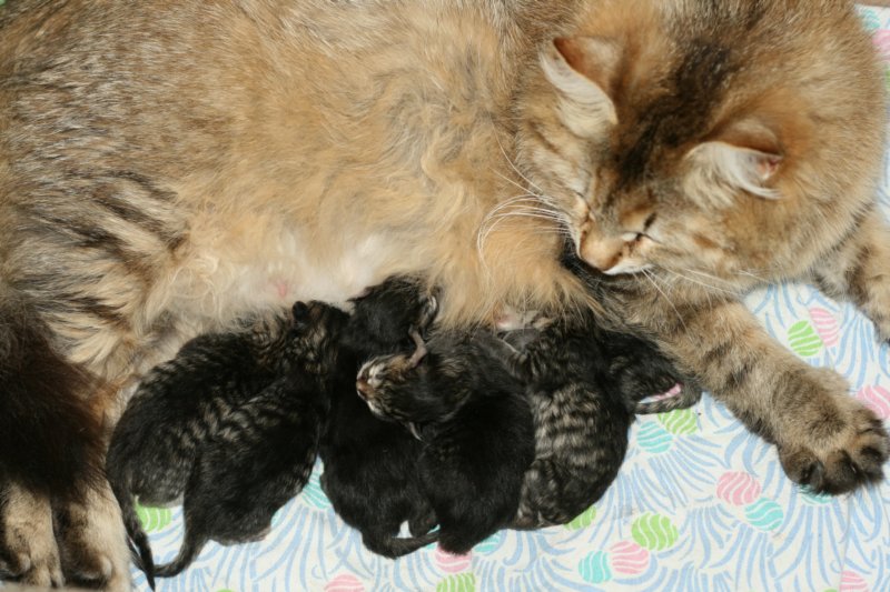 carupita7suloisenvastasyntyneenvauvansakanssacarupitawihthersevensweetnewbornkittens15.jpg