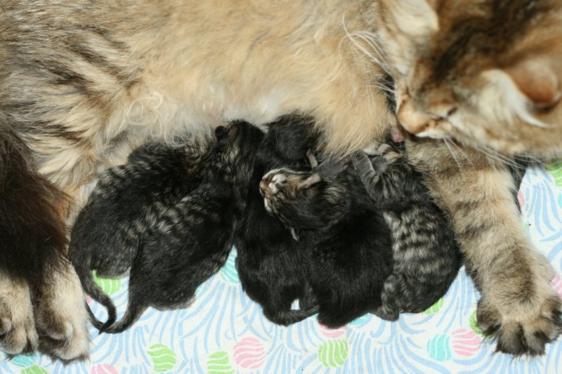 carupita7suloisenvastasyntyneenvauvansakanssacarupitawihthersevensweetnewbornkittens17.jpg