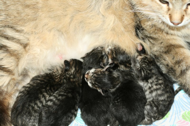 carupita7suloisenvastasyntyneenvauvansakanssacarupitawihthersevensweetnewbornkittens18.jpg