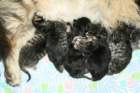 carupita7suloisenvastasyntyneenvauvansakanssacarupitawihthersevensweetnewbornkittens22_small.jpg
