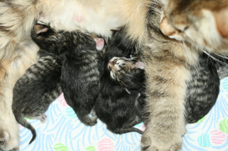 carupita7suloisenvastasyntyneenvauvansakanssacarupitawihthersevensweetnewbornkittens24.jpg