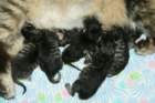 carupita7suloisenvastasyntyneenvauvansakanssacarupitawihthersevensweetnewbornkittens25_small.jpg