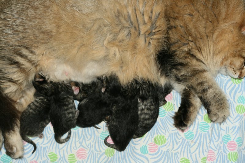 carupita7suloisenvastasyntyneenvauvansakanssacarupitawihthersevensweetnewbornkittens28.jpg