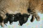 carupita7suloisenvastasyntyneenvauvansakanssacarupitawihthersevensweetnewbornkittens28_small.jpg