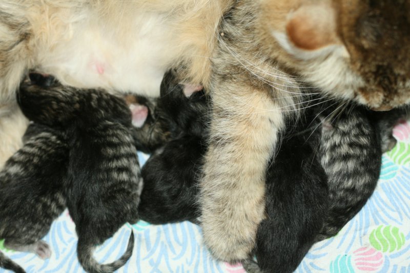 carupita7suloisenvastasyntyneenvauvansakanssacarupitawihthersevensweetnewbornkittens29.jpg