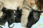carupita7suloisenvastasyntyneenvauvansakanssacarupitawihthersevensweetnewbornkittens29_small.jpg