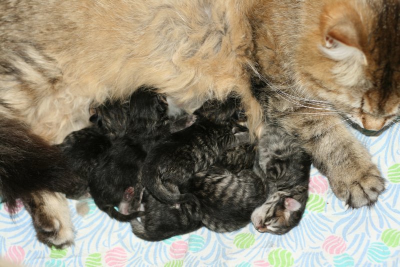 carupita7suloisenvastasyntyneenvauvansakanssacarupitawihthersevensweetnewbornkittens3.jpg