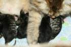 carupita7suloisenvastasyntyneenvauvansakanssacarupitawihthersevensweetnewbornkittens30_small.jpg