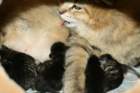 carupita7suloisenvastasyntyneenvauvansakanssacarupitawihthersevensweetnewbornkittens33_small.jpg