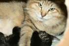carupita7suloisenvastasyntyneenvauvansakanssacarupitawihthersevensweetnewbornkittens36_small.jpg