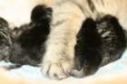 carupita7suloisenvastasyntyneenvauvansakanssacarupitawihthersevensweetnewbornkittens37_small.jpg
